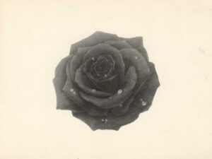 kartolina - lina busov, crna ruža