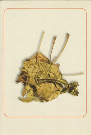 kartolina, razglednica