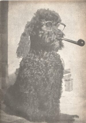 boro pavlović -pas fidelio