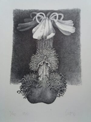 Miroslav Šutej: Grafika