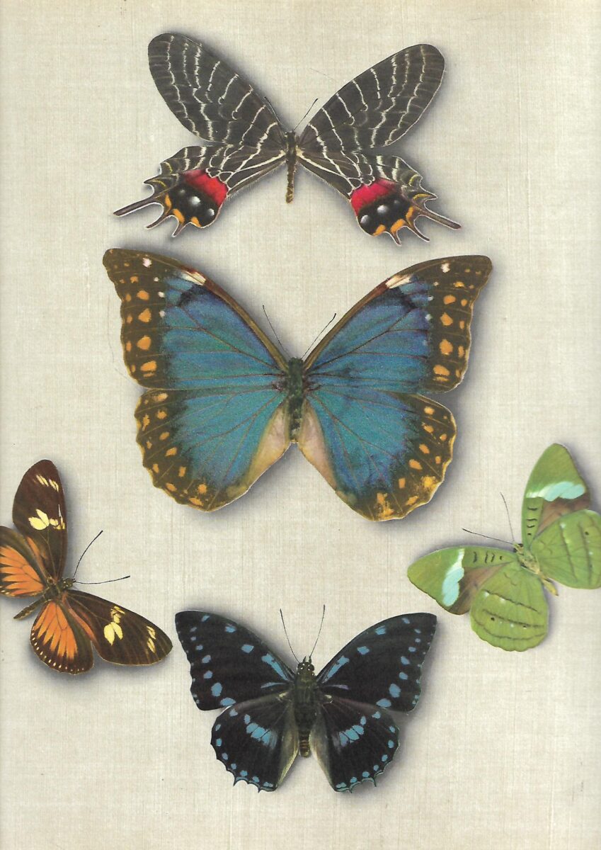 Frederic Schnack: Joyaux Ailes - Un Atlas Des Plus Beaux Papillons Du Monde - Slika 2