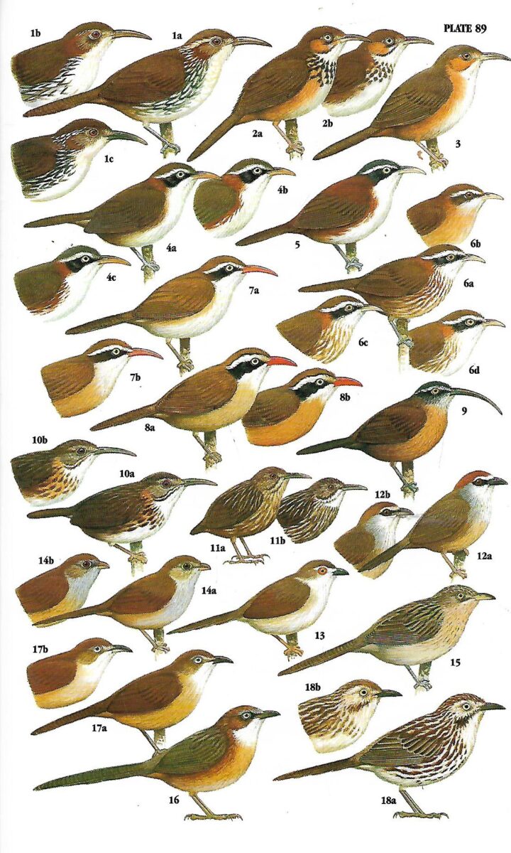Craig Robson: A guide to the Birds of Southeast Asia - Slika 2