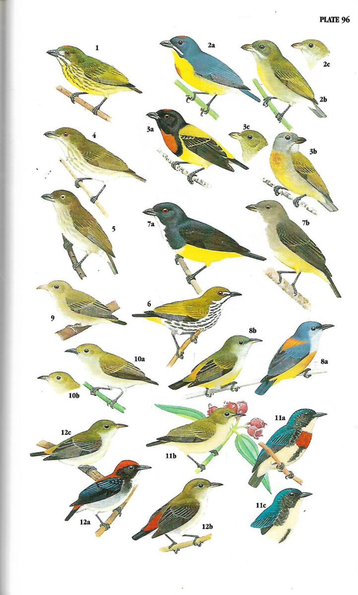 Craig Robson: A guide to the Birds of Southeast Asia - Slika 3