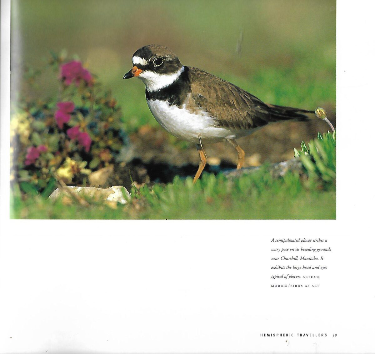 Harry Thurston: The World of the Shorebirds - Slika 2