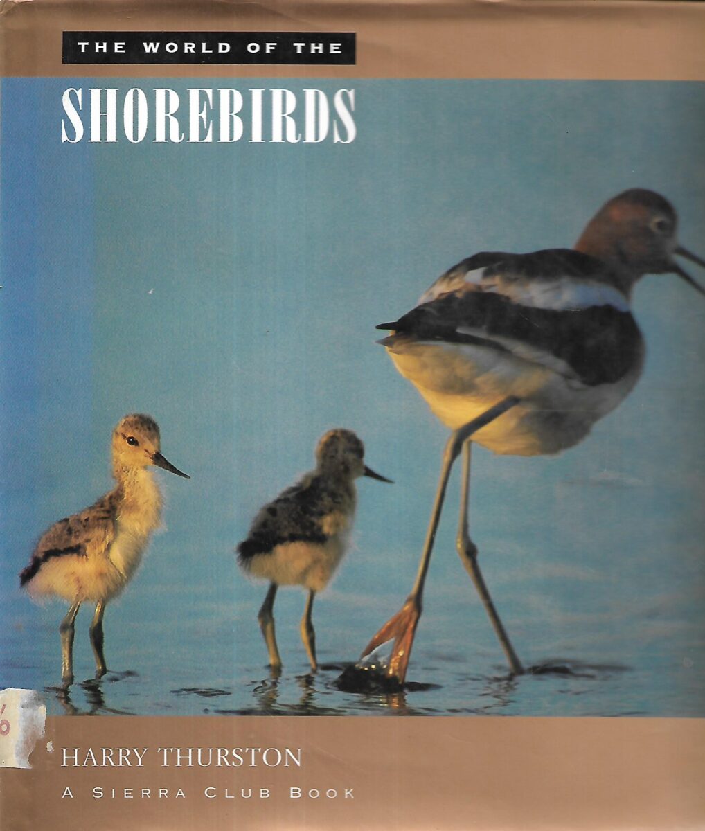 Harry Thurston: The World of the Shorebirds
