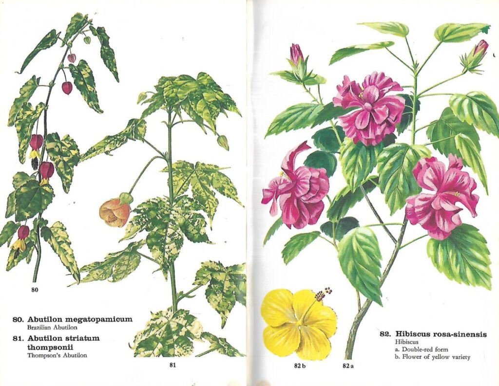 Age Nicolaisen The Pocket Encyclopaedia of Indoor Plants in Color