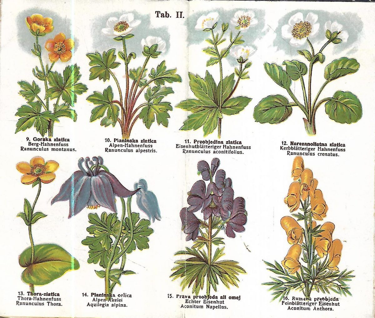 planinske cvetke v podobah