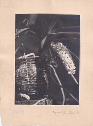 milan dvoržak - rynchostylis retusa
