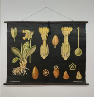 botanička karta: jung, koch, quentell'sche neue wandtafeln - primula