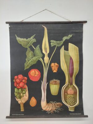 botanička karta: jung, koch, quentell'sche neue wandtafeln - arum