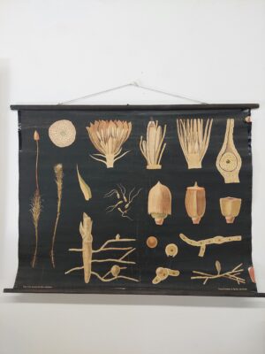 botanička karta: jung, koch, quentell'sche neue wandtafeln - polytrichum