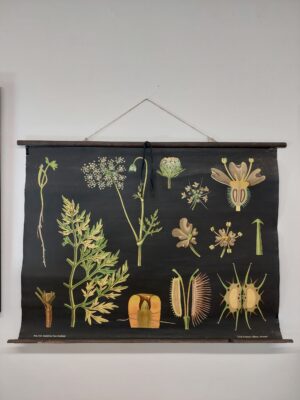 botanička karta: jung, koch, quentell'sche neue wandtafeln - daucus