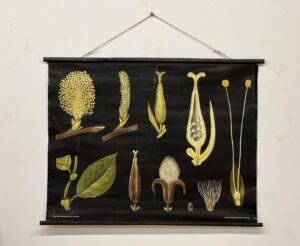 botanička karta: jung, koch, quentell'sche neue wandtafeln - salix