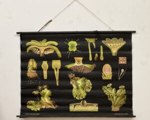 botanička karta: jung, koch, quentell'sche neue wandtafeln - marchantia