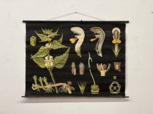 botanička karta: jung, koch, quentell'sche neue wandtafeln - lamium