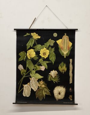 botanička karta: jung, koch, quentell'sche neue wandtafeln - gossypium