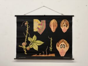 botanička karta: jung, koch, quentell'sche neue wandtafeln - cuscuta