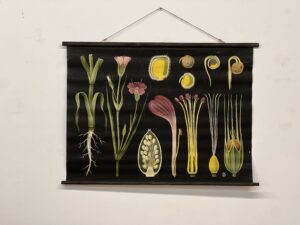 botanička karta: jung, koch, quentell'sche neue wandtafeln - agrostema