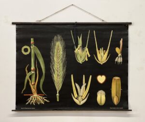 botanička karta: jung, koch, quentell'sche neue wandtafeln - secale