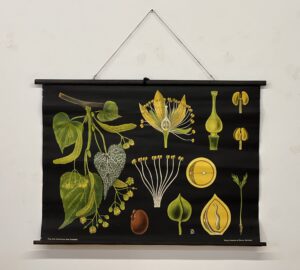 botanička karta: jung, koch, quentell'sche neue wandtafeln - tilia