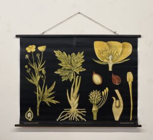 botanička karta: jung, koch, quentell'sche neue wandtafeln - ranunculus