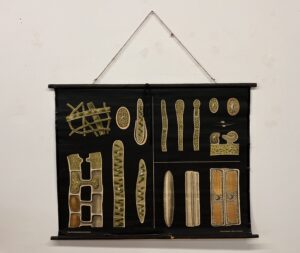 botanička karta: jung, koch, quentell'sche neue wandtafeln - spirogyra