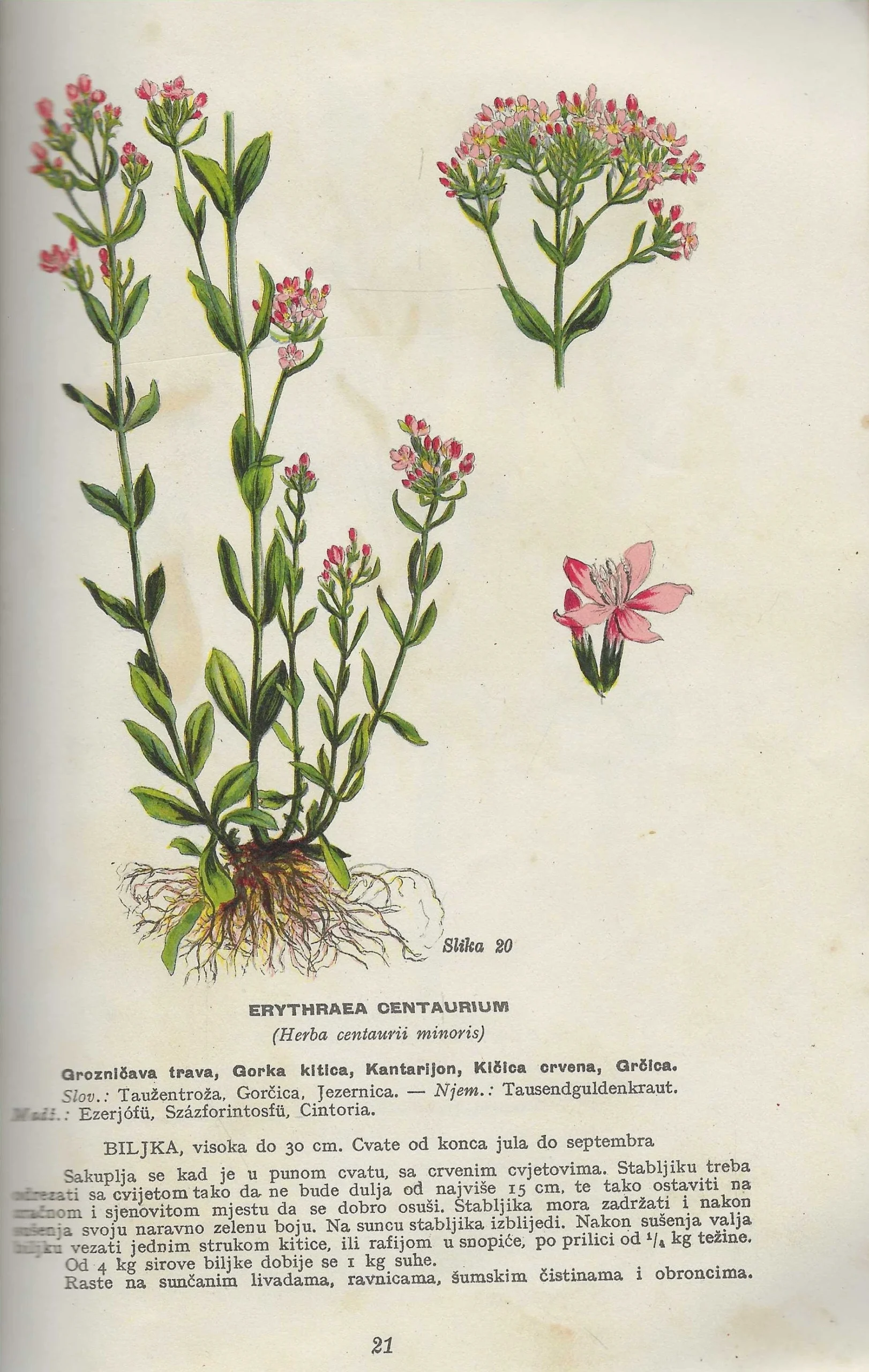 Naše ljekovito bilje - Slika 2