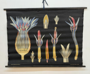 Botanička karta: Jung, Koch, Quentell'sche Neue Wandtafeln - Centaurea