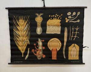 Botanička karta: Jung, Koch, Quentell'sche Neue Wandtafeln - Claviceps