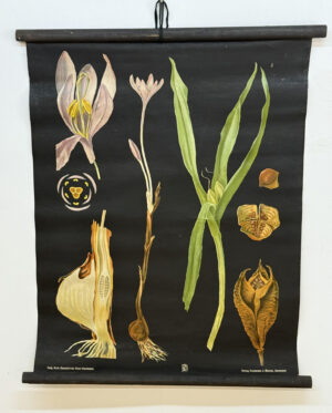 Botanička karta: Jung, Koch, Quentell'sche Neue Wandtafeln - Colchicum