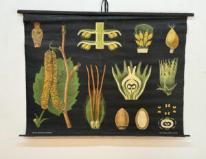 Botanička karta: Jung, Koch, Quentell'sche Neue Wandtafeln - Corylus