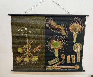 Botanička karta: Jung, Koch, Quentell'sche Neue Wandtafeln - Drosera
