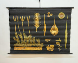 Botanička karta: Jung, Koch, Quentell'sche Neue Wandtafeln - Lycopodium