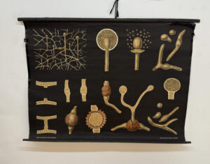 Botanička karta: Jung, Koch, Quentell'sche Neue Wandtafeln - Mucor