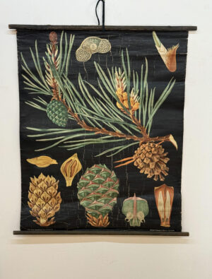 Botanička karta: Jung, Koch, Quentell'sche Neue Wandtafeln - Pinus sylvestris