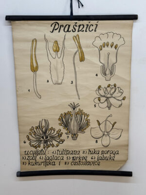 Botanička karta: Prašnici