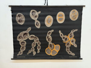 Botanička karta: Jung, Koch, Quentell'sche Neue Wandtafeln - Saccharomyces