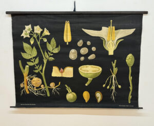 Botanička karta: Jung, Koch, Quentell'sche Neue Wandtafeln - Solanum