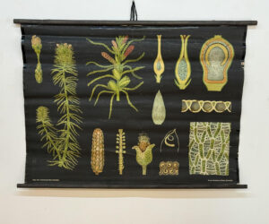 Botanička karta: Jung, Koch, Quentell'sche Neue Wandtafeln - Sphagnum