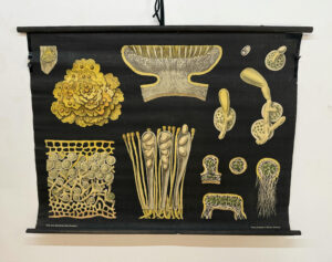 Botanička karta: Jung, Koch, Quentell'sche Neue Wandtafeln - Xanthoria